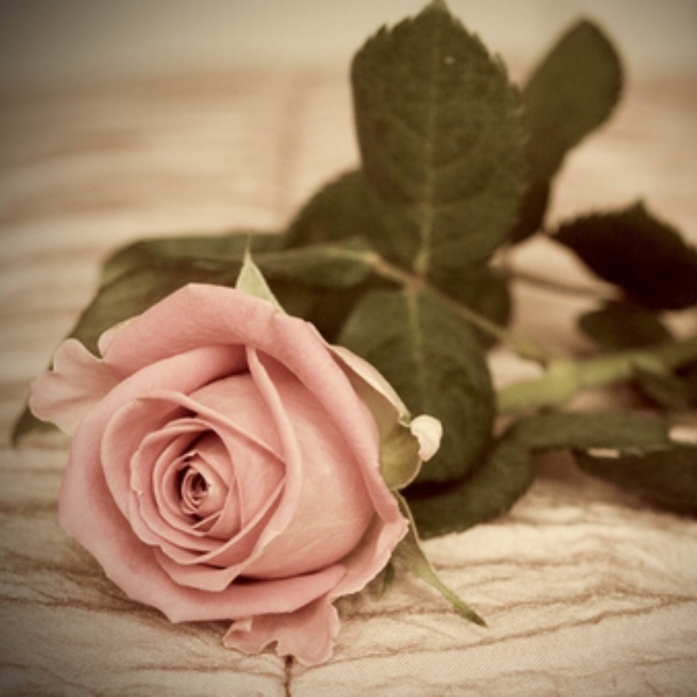 Meet your Posher, Genesis